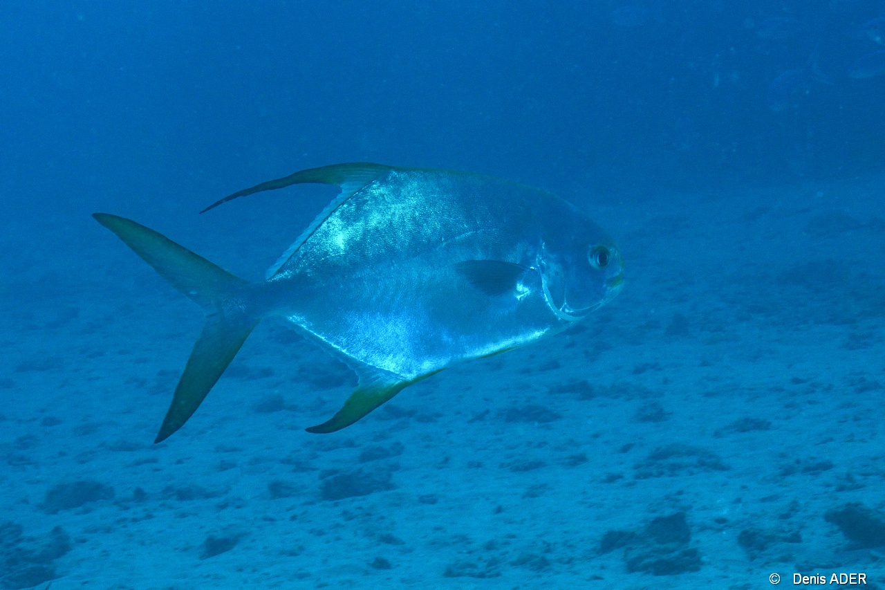 Trachinotus blochii Pompaneau lune-Praslin Baie chevalier-16m-20190610-Denis-ADER-DSC_9008_tn.jpg